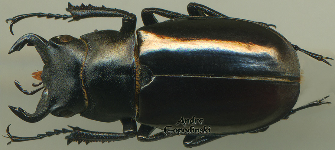 http://www.gorodinski.ru/lucanidae/Lucanus davdis.jpg